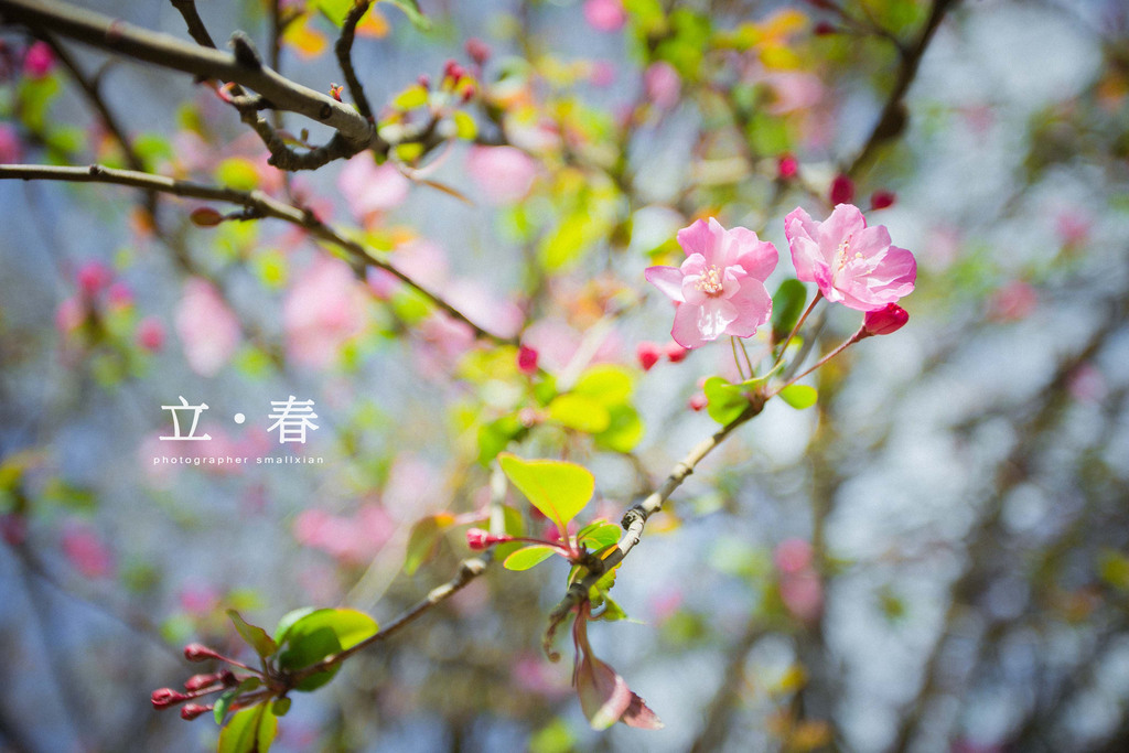 节气立春是最早的春节吗_节气立春是什么意思_二十四节气立春