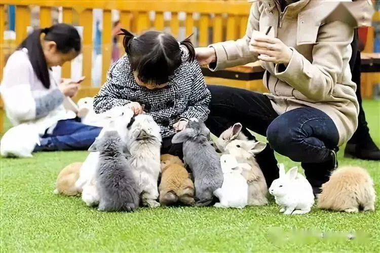 动物乐园手机游戏_乐园动物手机游戏大全_动物乐园游戏手机版