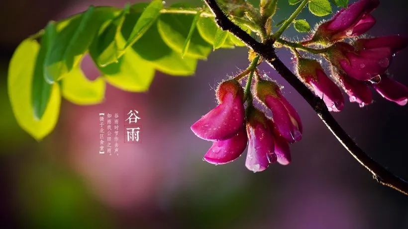 谷雨时节已时值暮春_谷雨知时节_谷雨知时节是啥意思