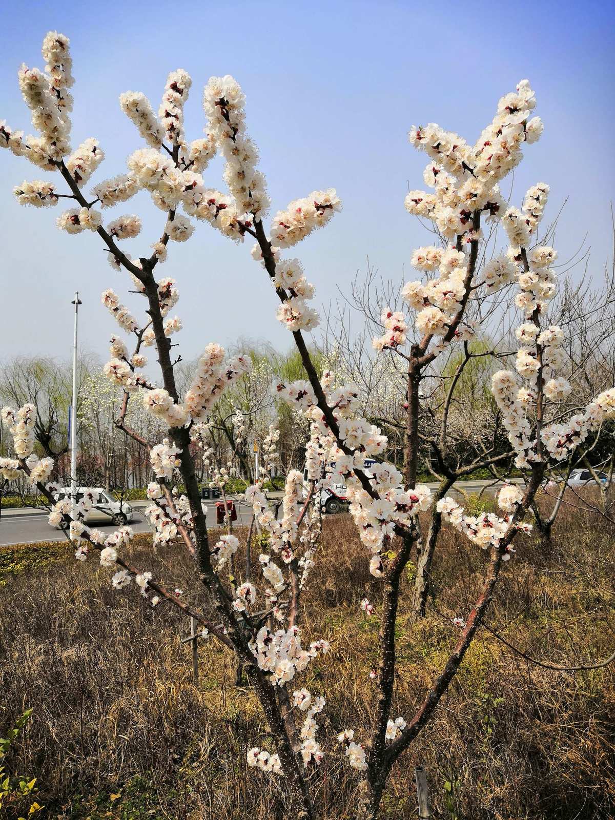 三月别称是什么_三月的别称及美名_三月的别名是什么