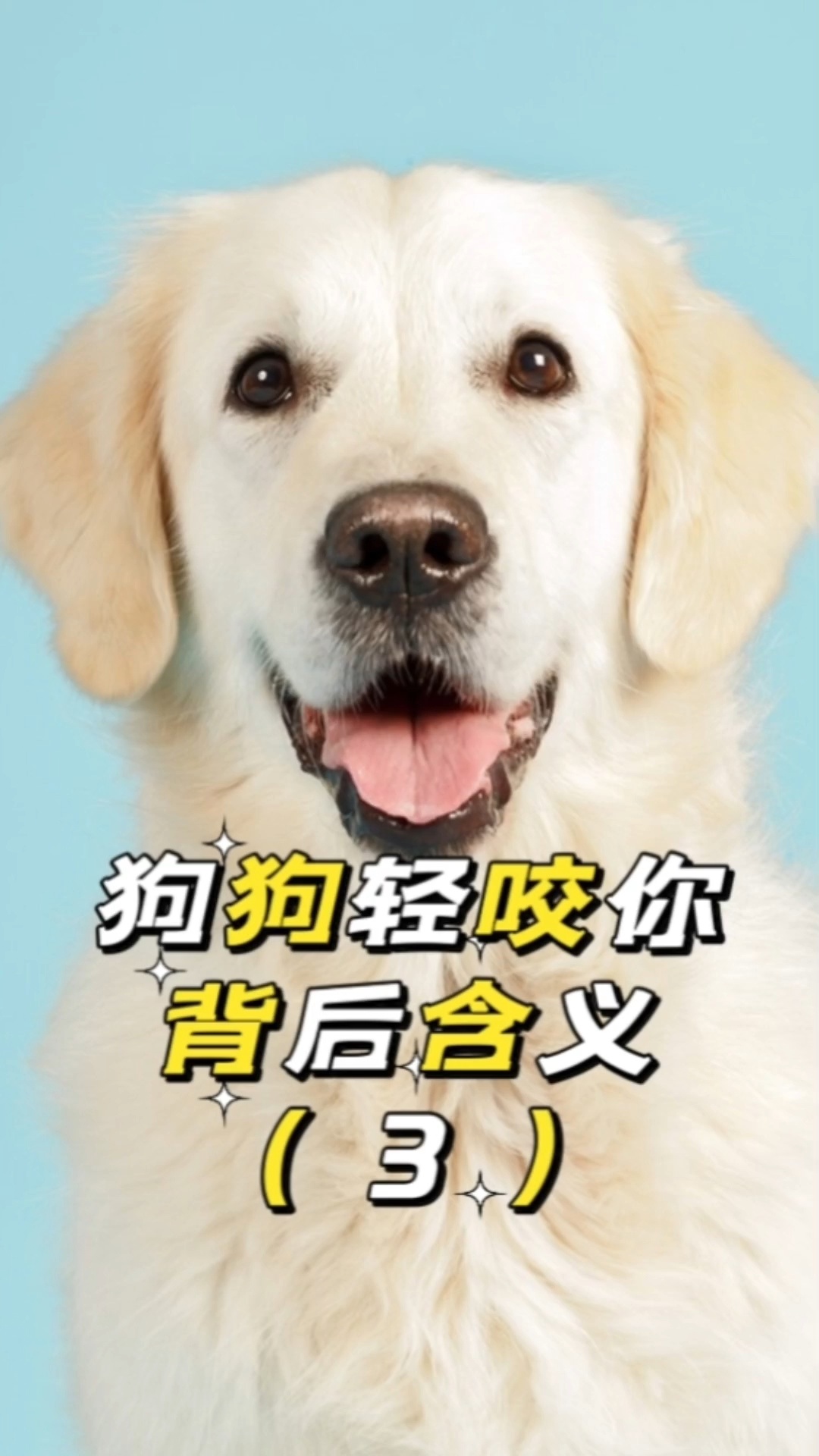 狗狗玩的手机游戏_带狗狗修手机游戏_狗狗游戏app