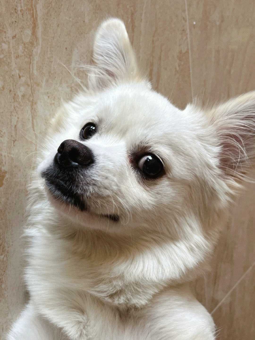 带狗狗修手机游戏_狗狗玩的手机游戏_狗狗游戏app