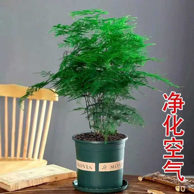 大王大王花_大王花资料_百度百科大王花