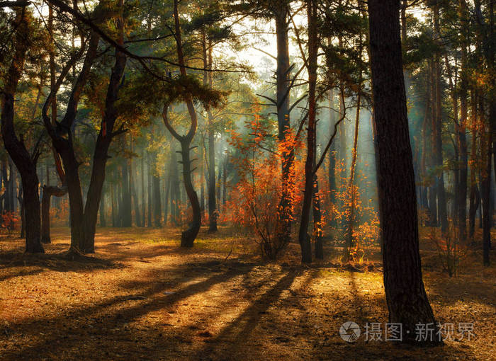 流鼻血是什么原因_光流_光流