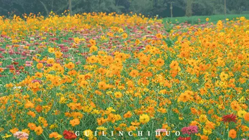 花田阿花放学_花田十辉_贵花田
