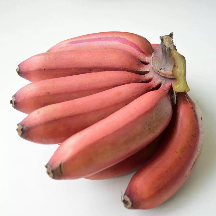 马可菠萝_菠萝马可小鹦鹉_菠萝马可鹦鹉视频