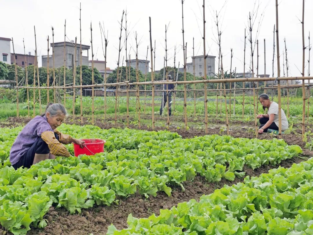 多人种菜手机游戏破解版_种菜软件游戏_种菜游戏单机免费