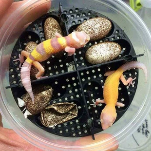 可以孵宠物蛋的手游_孵化宠物的手游_宠物孵化游戏手机版破解版