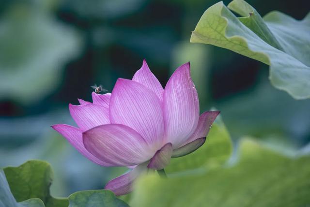 处暑一词的意思_处暑的含义是什么意思_含义意思处暑是什么词