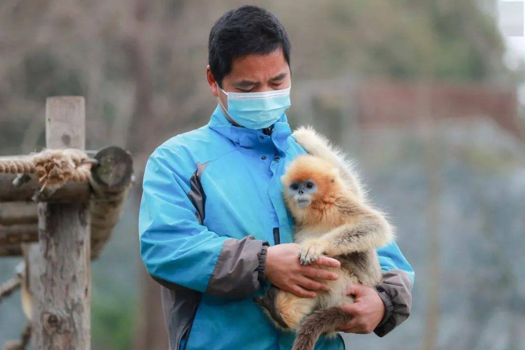 古怪猴子手机版游戏下载：神秘岛屿冒险之旅