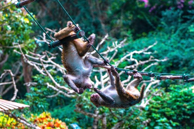 古怪猴子官网下载_古怪猴子手机版游戏下载_古怪猴子试玩
