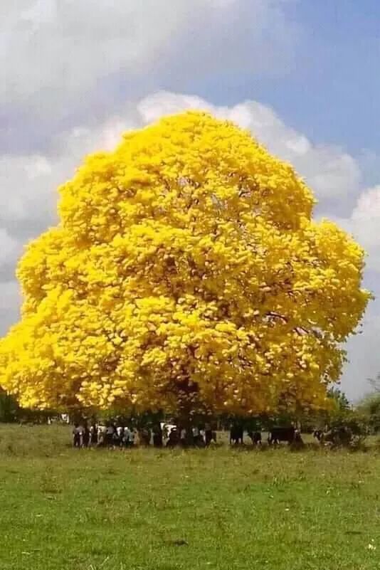 地刺-地下仙人掌：生命的顽强与独特魅力