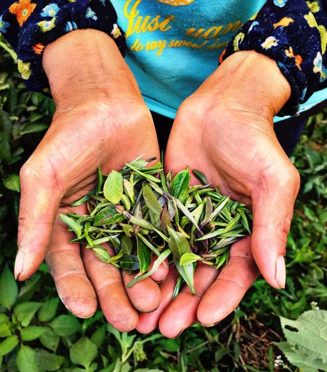 茶太良品_茶太苦了怎么办_茶太