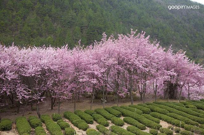 茶太良品_茶太_茶太苦了怎么办