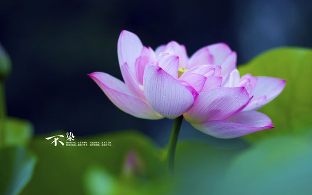 玩朋友女手机游戏要注意什么_玩朋友女手机游戏要给钱吗_不要和女朋友玩的手机游戏