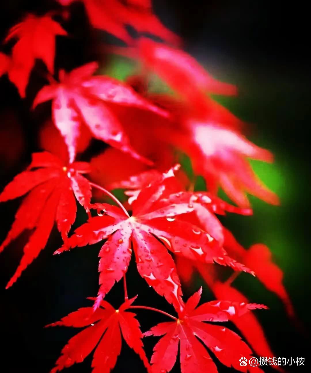 凉花怎么攻略_凉花_凉花攻略