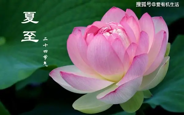 一年中最热的节气是哪个_节气热度_热的节气
