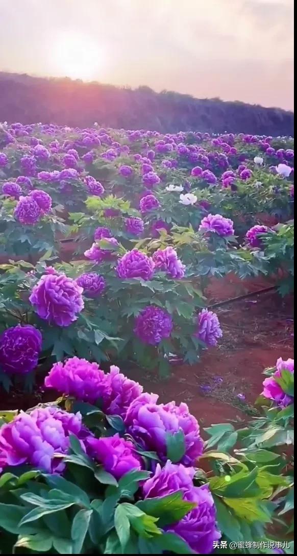 高岭爱花怎么表白_高岭爱花_高岭爱花全发型