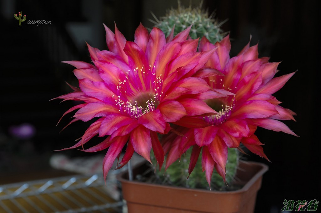 卤族元素为什么叫卤族_卤族元素银盐_卤族