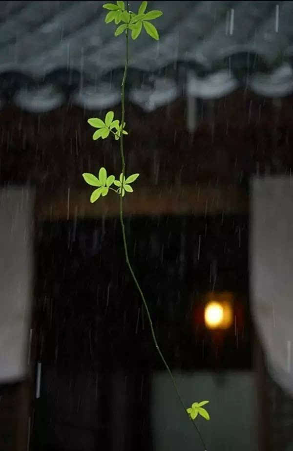 一场秋雨一场凉_秋雨凉爽的唯美句子_秋雨凉意的句子
