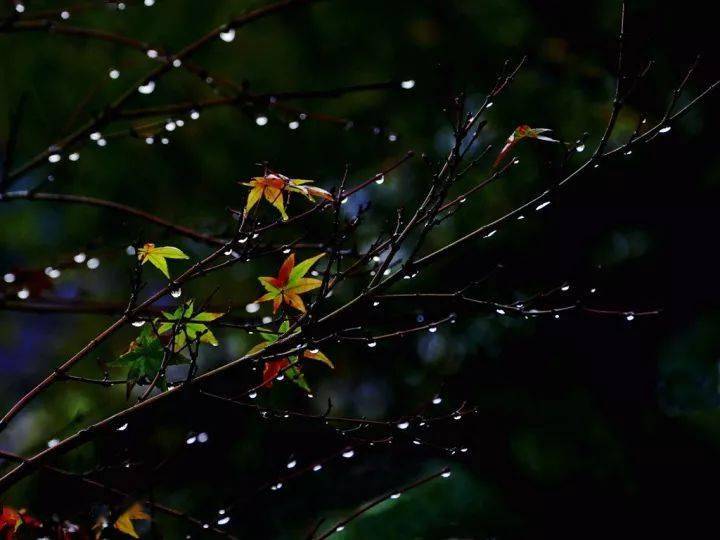 秋雨凉意的句子_一场秋雨一场凉_秋雨凉爽的唯美句子