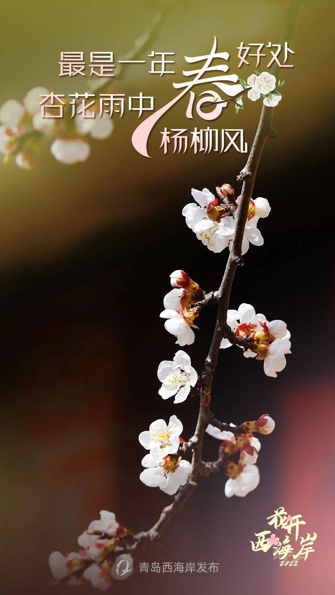 佐藤江梨花种子_佐佐木梨花_梨花原木