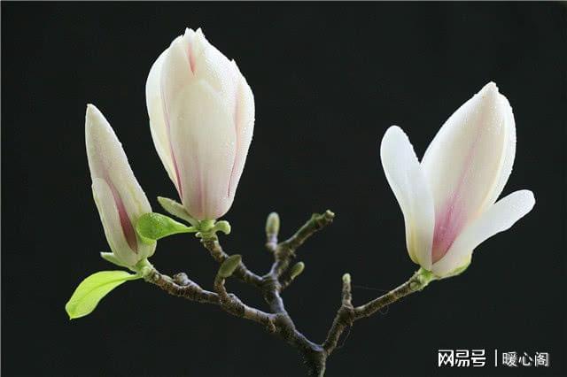 梨花原木_佐藤江梨花种子_佐佐木梨花