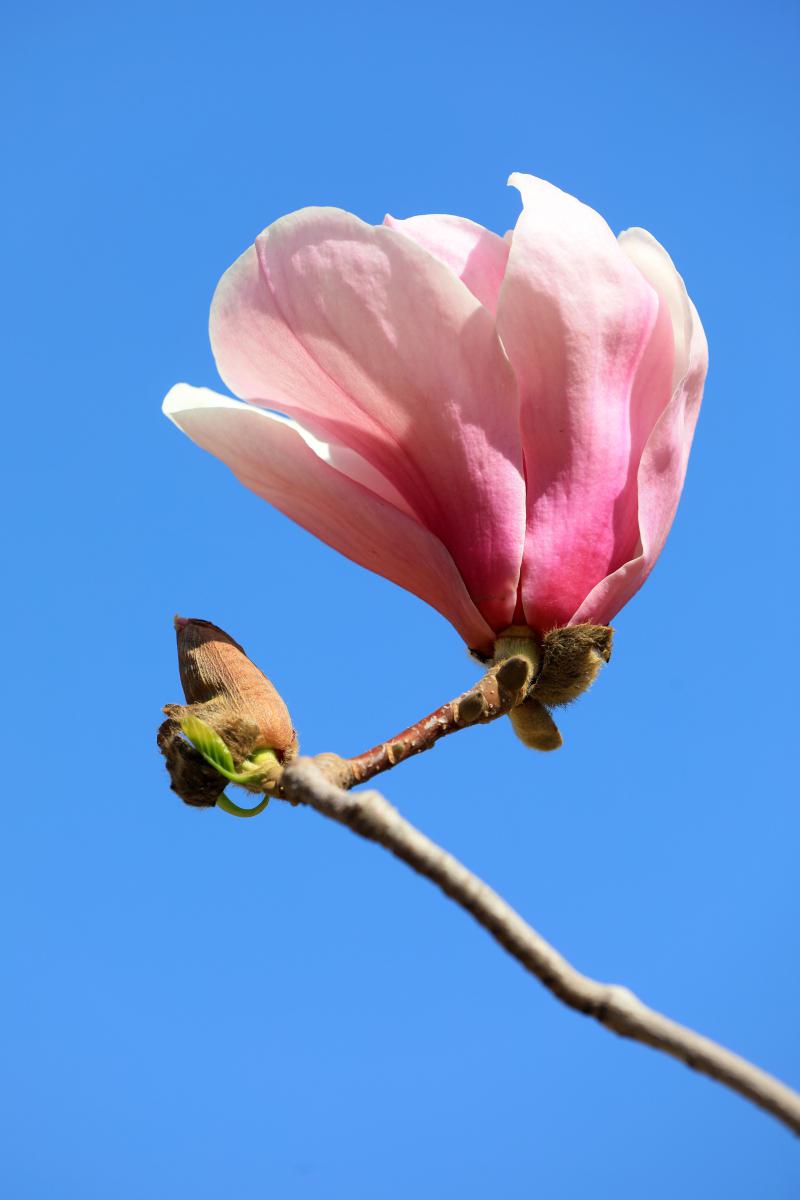 守护未来_守候未来_花守未来