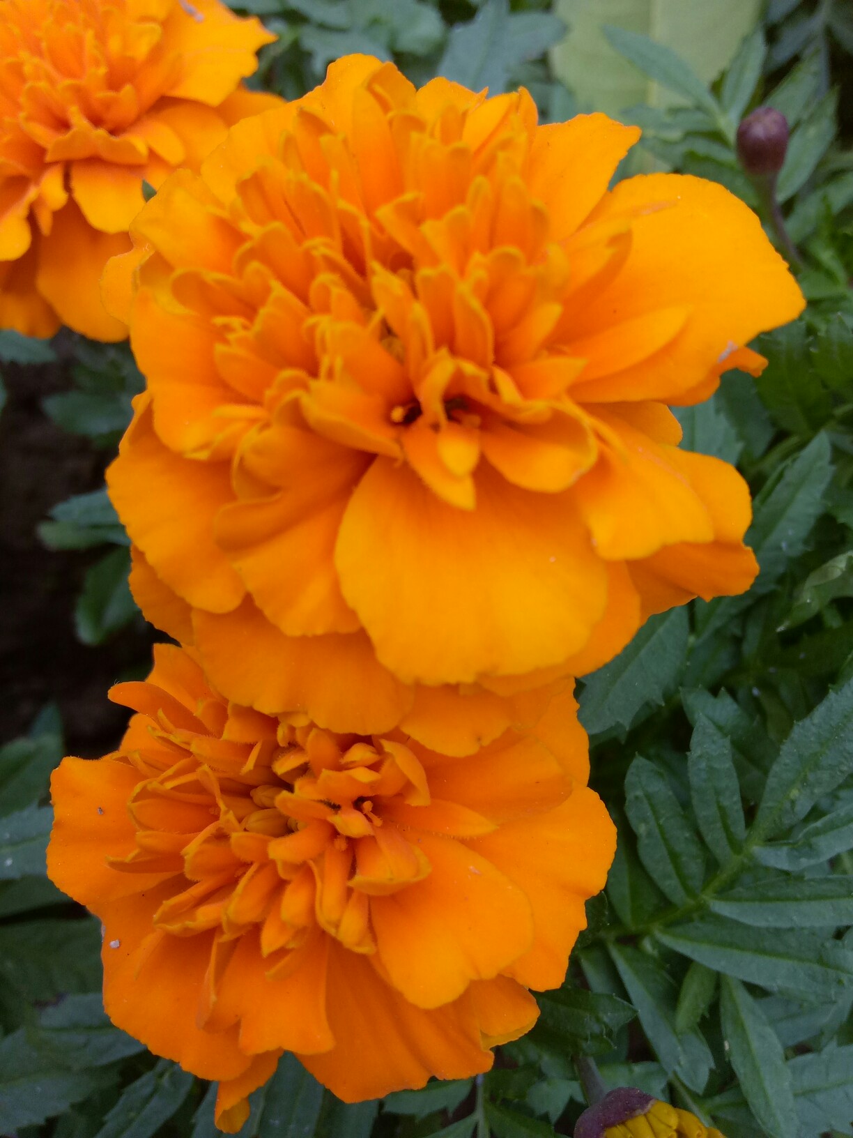 桌面手机游戏_2010游戏手机桌面_桌面游戏app排名