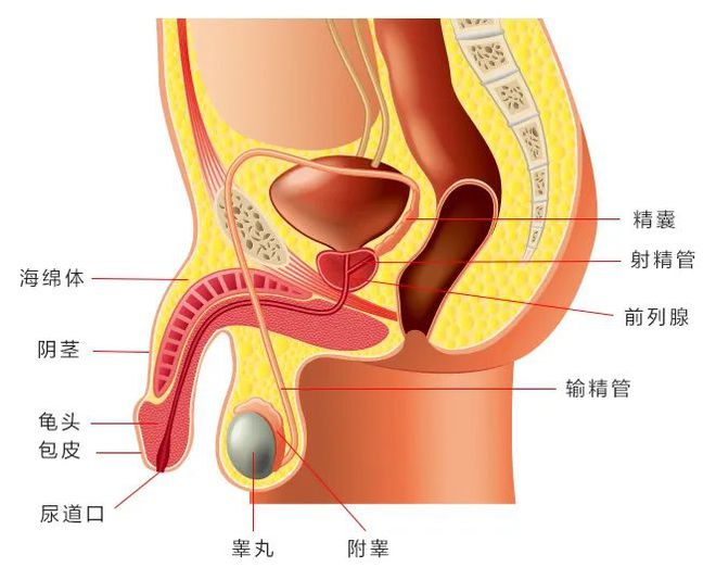 手机游戏色彩咋调_Sexy手机游戏_手机游戏色彩不鲜艳怎么办