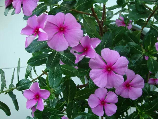 狗狗搜索书籍_狗狗书籍电子人气总排行_狗狗书籍网为什么不见了