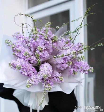 狗狗搜索书籍_狗狗书籍电子人气总排行_狗狗书籍网为什么不见了