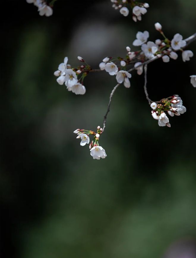 清明别称节_清明别称有哪些名字_清明的别称