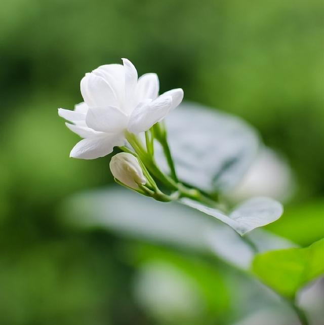 圣诞之吻第一季下载-圣诞之吻第一季：冬日里的暖心热巧克力，下