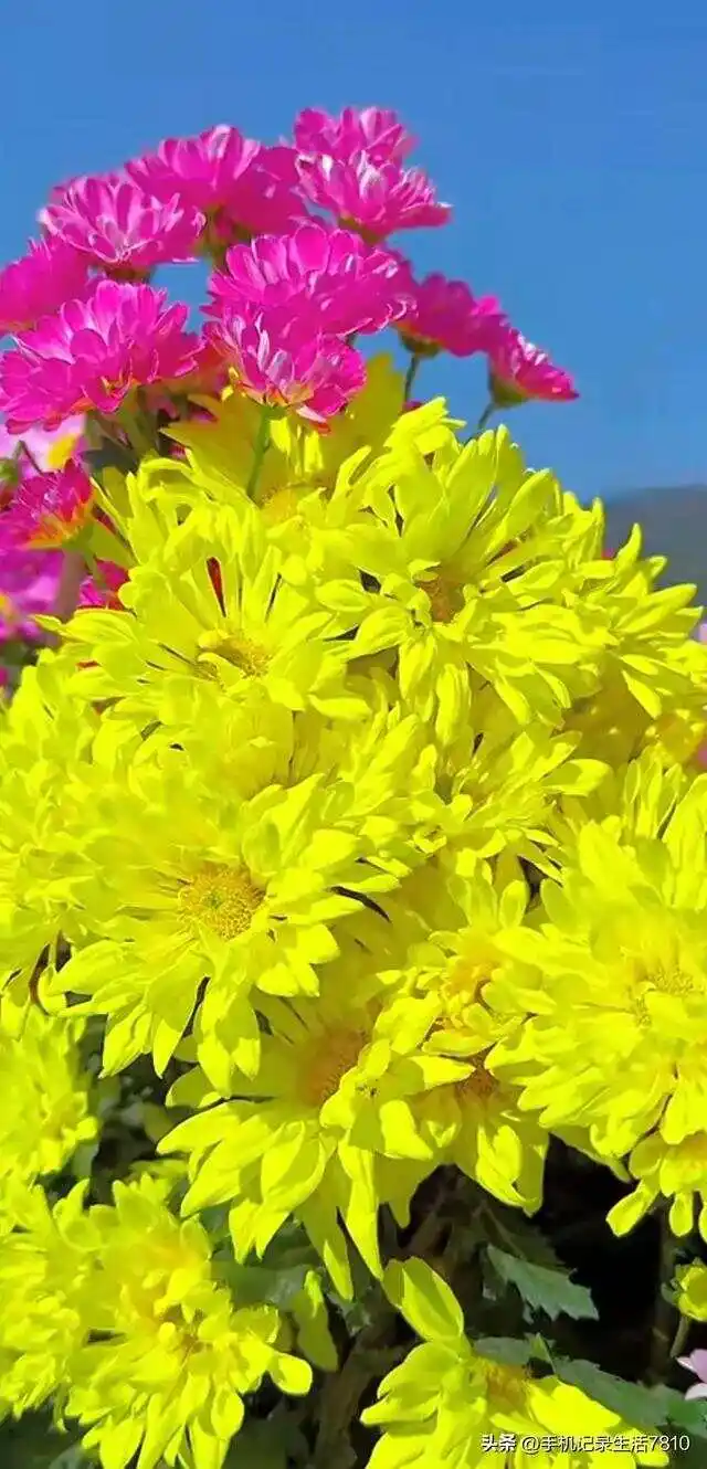 凉花怎么攻略_凉花胡桃简介_凉花