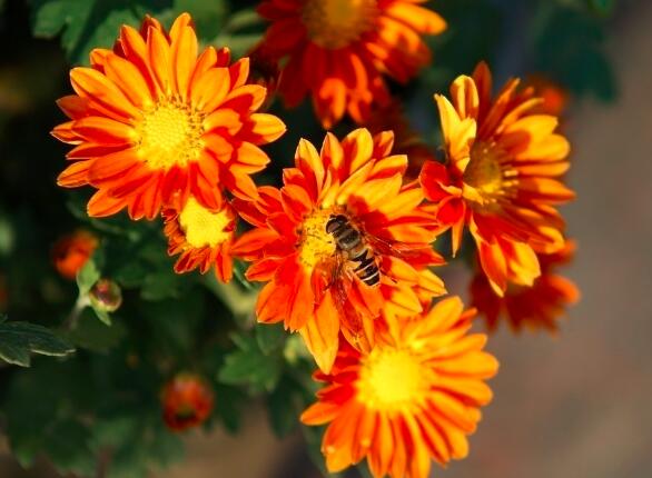 外国生产日期怎么看日月年_1983年12月17日_哈尼十月年