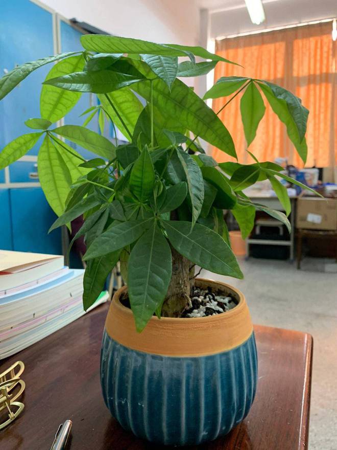 钉钉极速打卡什么意思_打卡钉钉是什么意思_钉钉打卡的意思