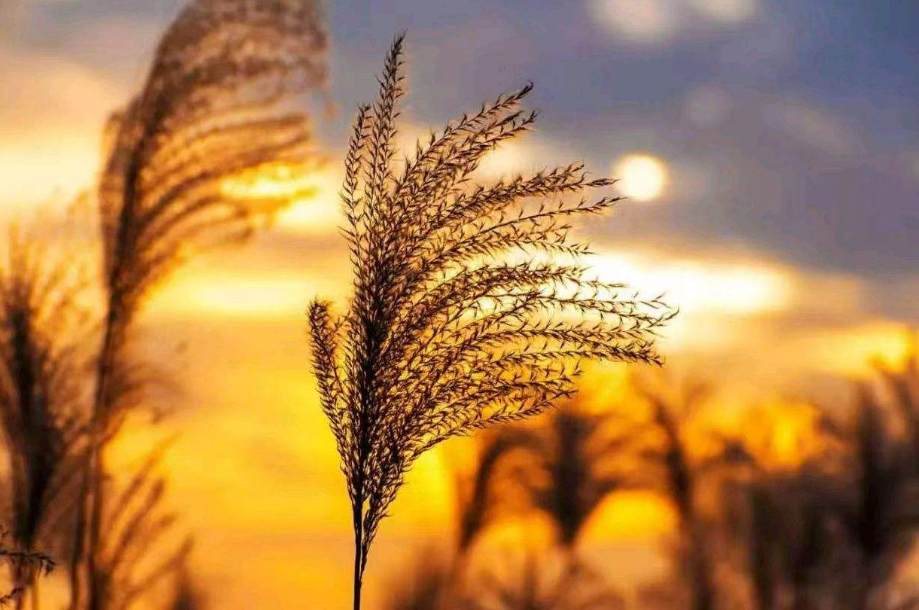 傅蓉_傅蓉_傅蓉是谁