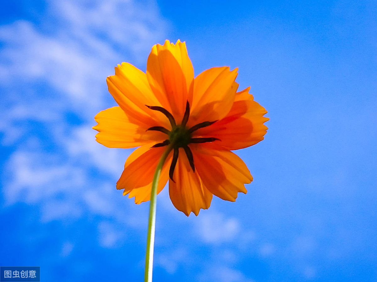 傅蓉_傅蓉是谁_傅蓉