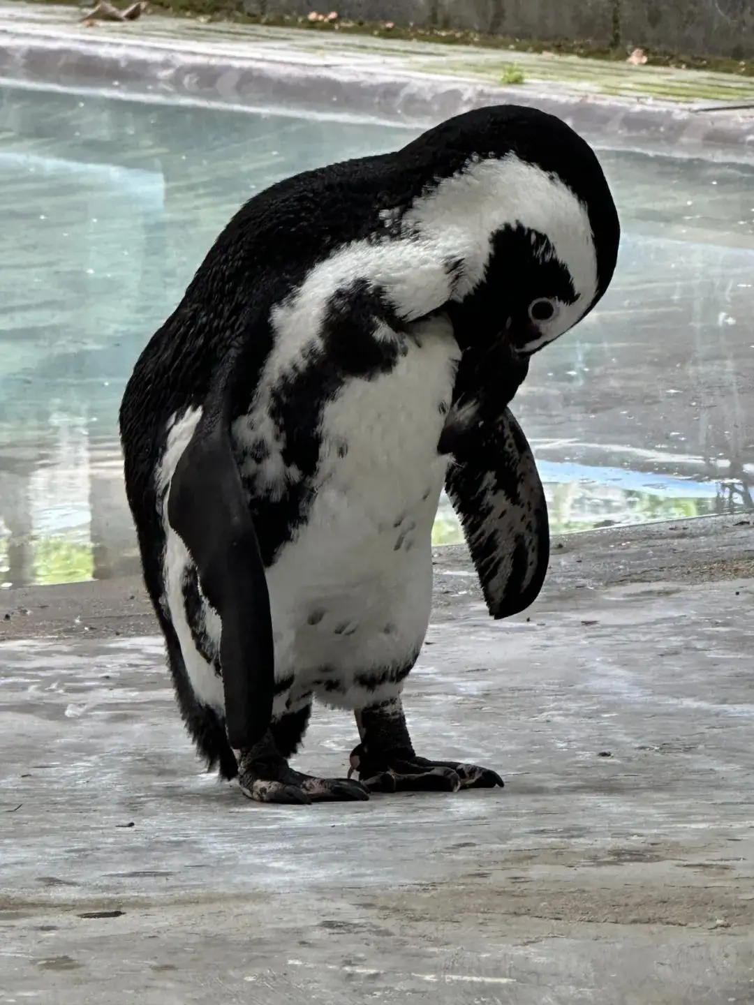 动物游戏交易平台_动物之星游戏手机版账号_动物游戏id