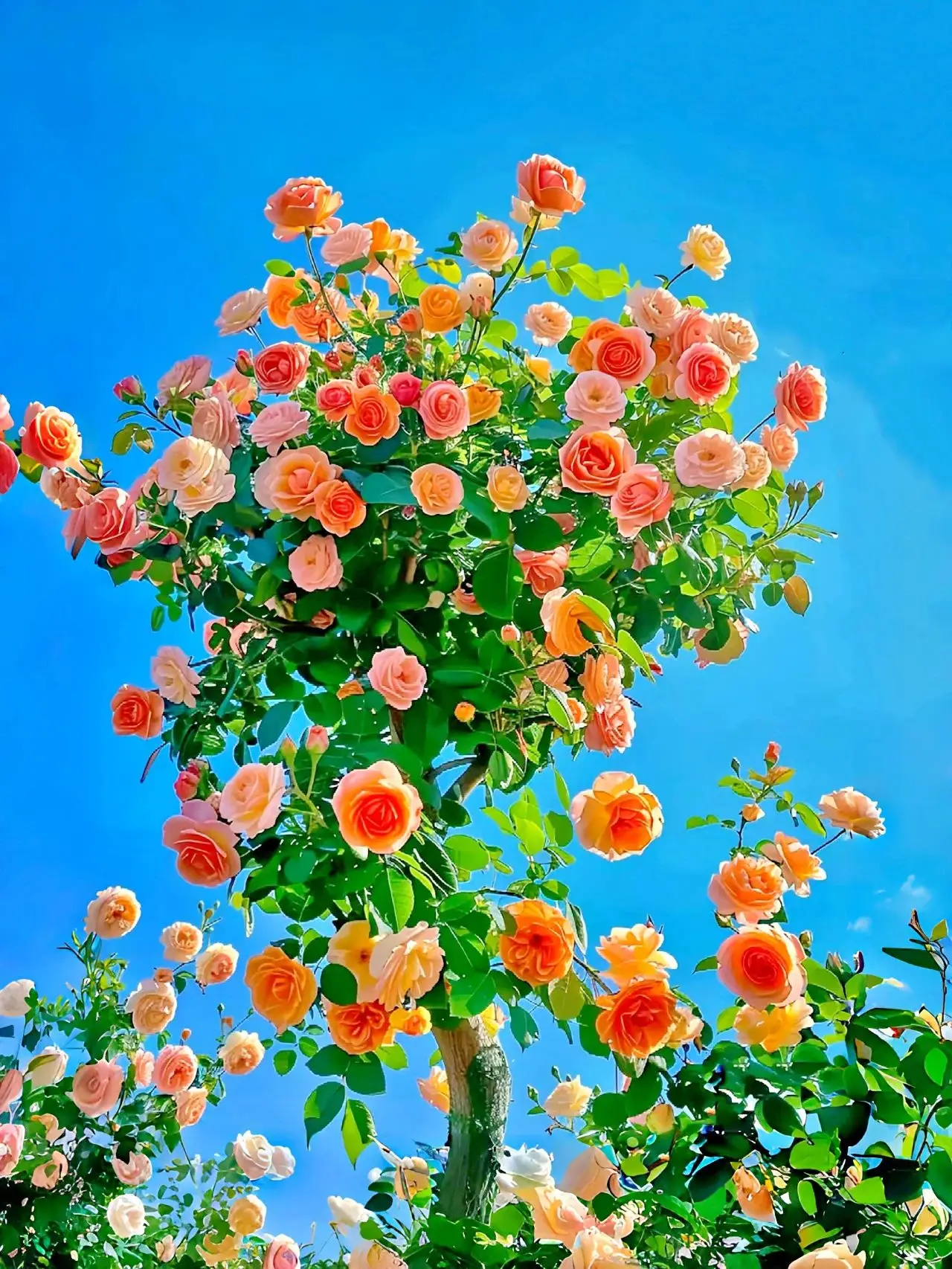 黛薇薇_小花仙爱德文和黛薇薇_黛薇薇生日