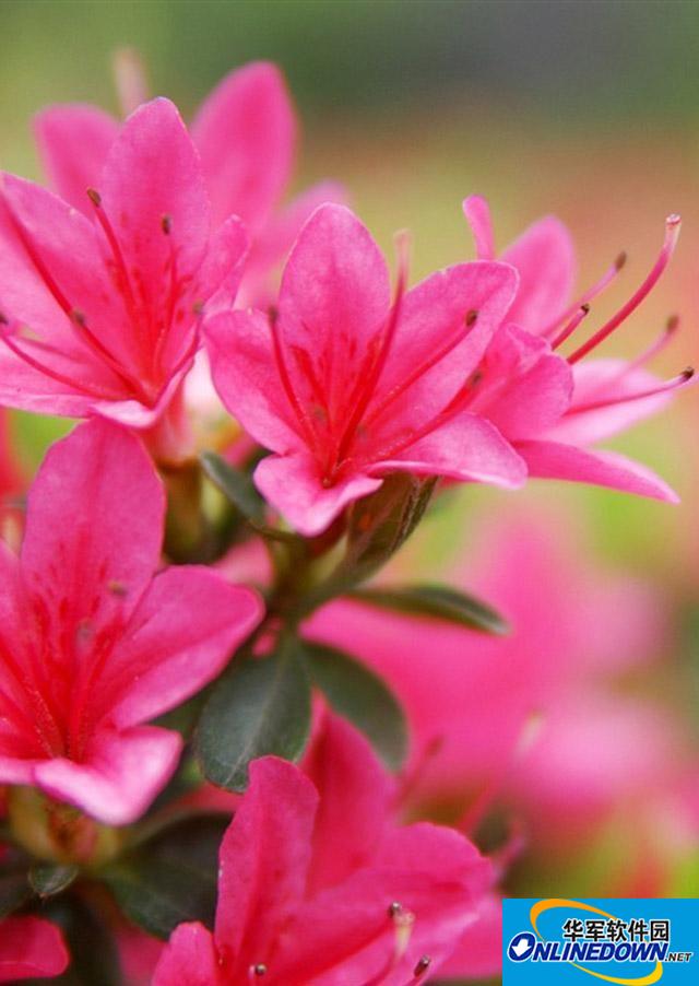 手机游戏捕鱼_手机游戏手游_rgd游戏手机