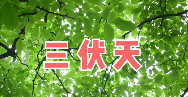 三伏具体是哪天_三伏天具体时间_三伏天时间是哪天