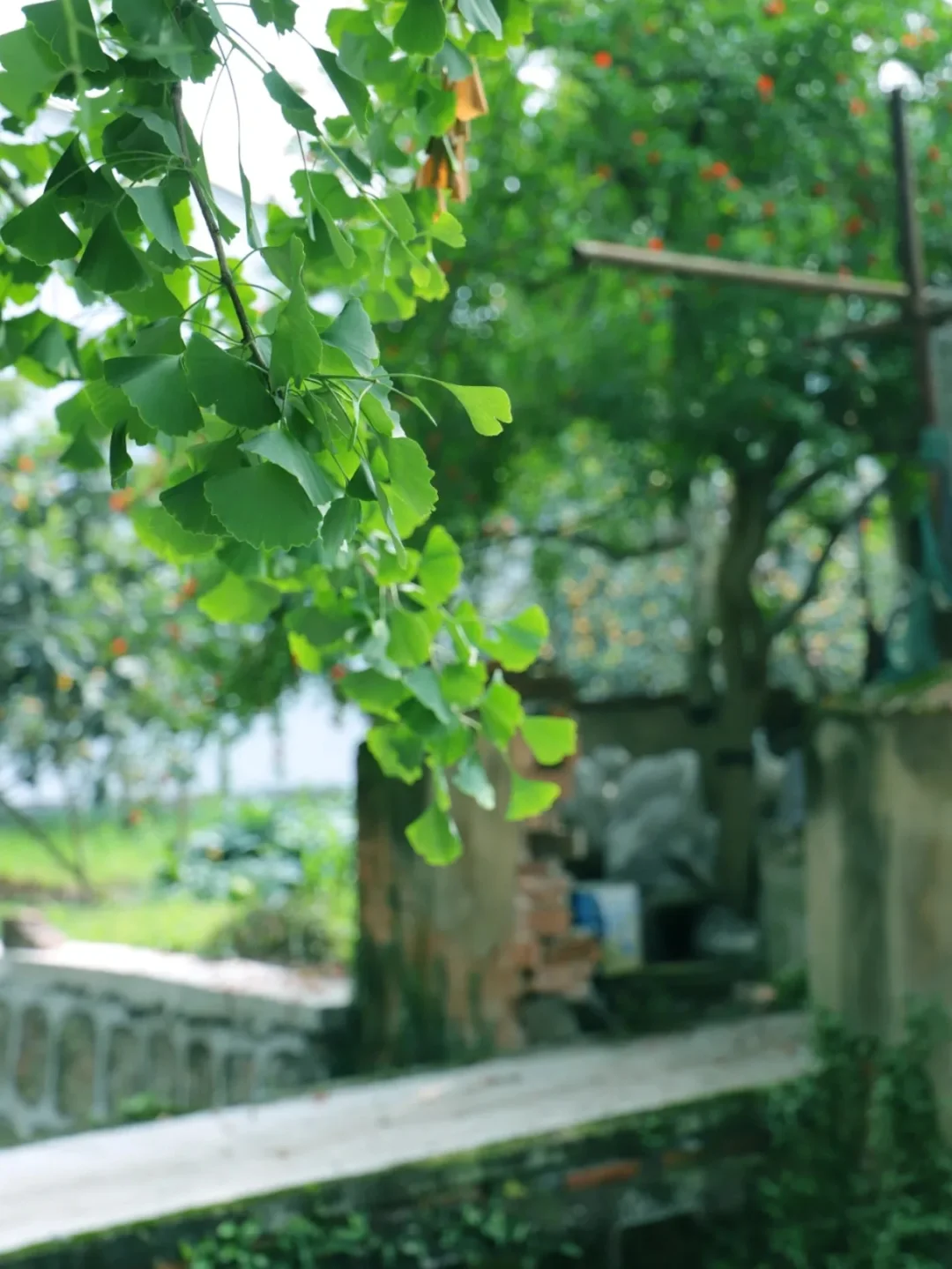 今年夏天_夏天今年是最冷的一天吗_夏天今年几岁了