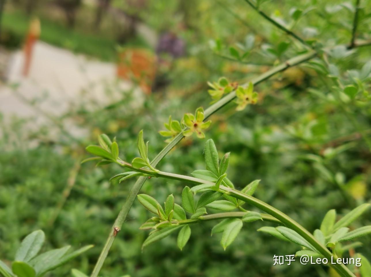 大壮游戏控_大壮手机游戏怎么玩_大壮游戏手机