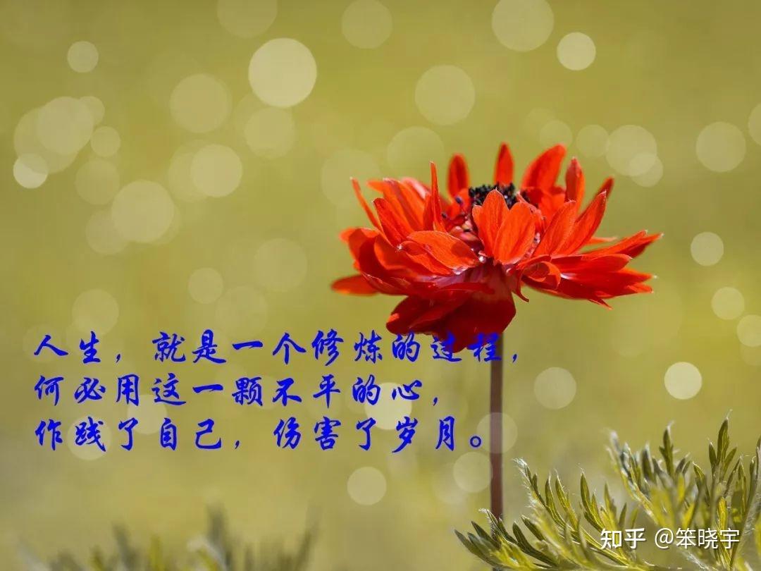 枯萎世界与终结之花_枯萎的花终会找到他的归属_永不枯萎的世界与终结之花