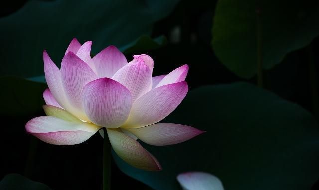 红十字会标志_红十字会的标志是_标志红十字会诞生