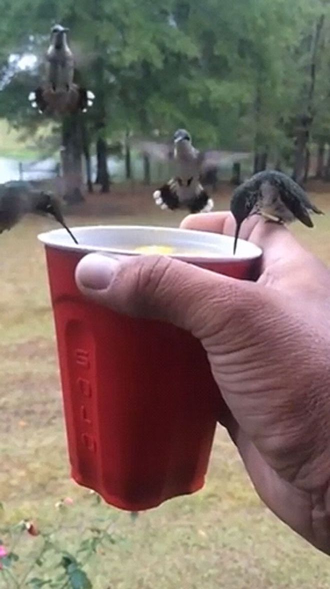 有宠物的游戏排行榜_带宠物的手机游戏_带宠物累的手机游戏