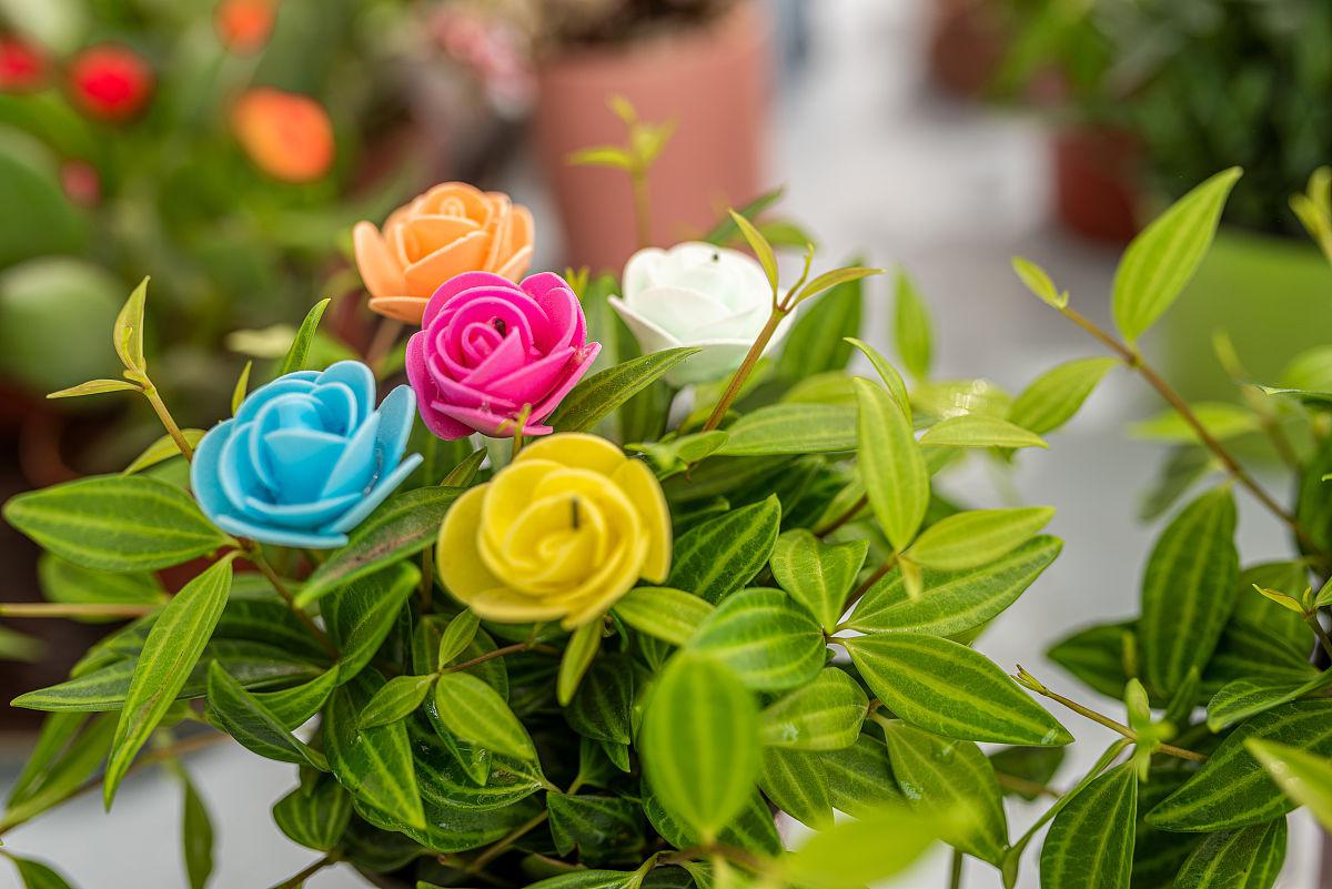 异世逆凰端木千雪_弃妇翻身记千雪苡蔓_千雪