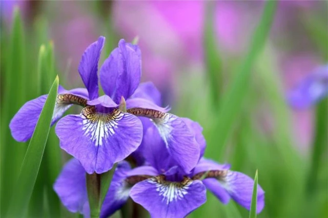 端午节年画图片_2016年端午节_端午节年是几月几日